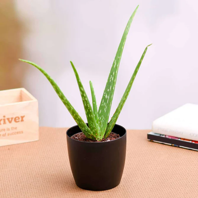 -plants-aloe-vera-succulent-plant-16968585871500_669x669