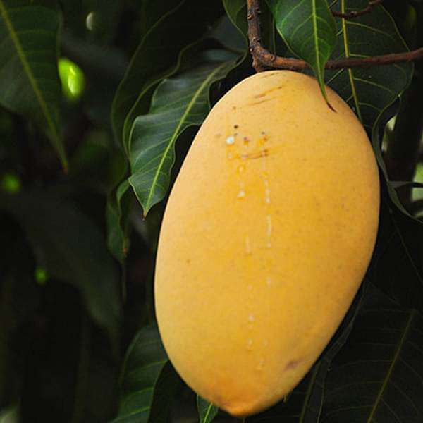 sad-plants-mango-tree-alphonso-grafted-plant-16969020702860_600x600