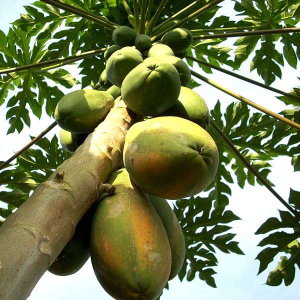 sae-plants-papaya-papita-grown-through-seeds-plant-16969157214348_600x600