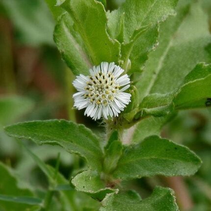 Bhringraj Plant, Eclipta alba - Plant