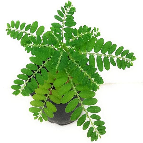 sb-bhuiamla-phyllanthus-niruri-plant_600x600