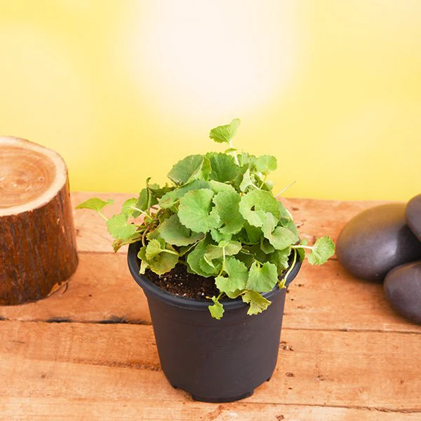 sb-g-brahmi-gotu-kola-centella-asiatica-plant-888714_600x600
