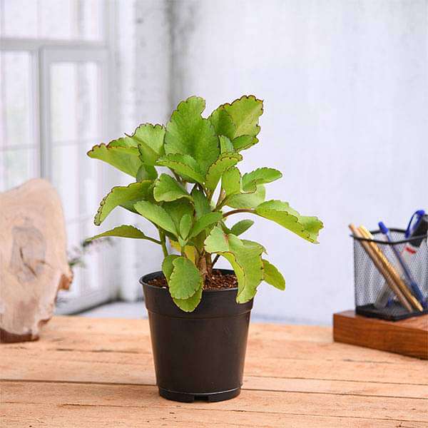 sb-g-bryophyllum-panfuti-plant_600x600