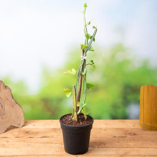 sb-g-cissus-quadrangularis-hadjod-plant_600x600