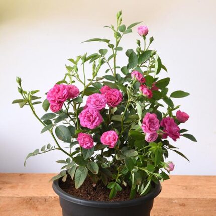 Miniature Rose, Button Rose (Any Color) - Plant