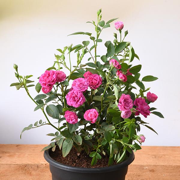 sb-g-miniature-rose-button-rose-any-color-plant-830854_600x600