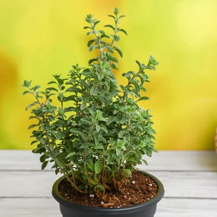 Origanum Majorana, Marjoram, Marwa - Plant