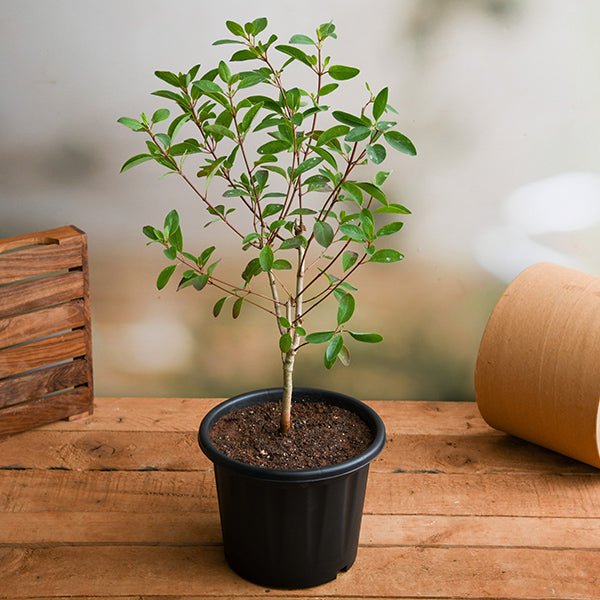 sb-galphimia-glauca-plant-387047_600x600