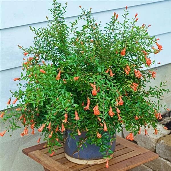 sb-ornamental-pomegranate-plant_600x600