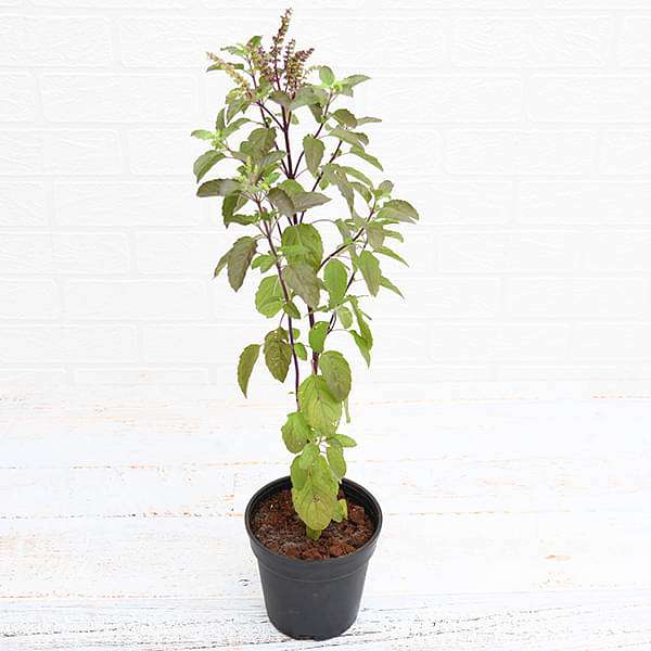 sb-plants-krishna-tulsi-plant-holy-basil-ocimum-tenuiflorum-black-plant-16968990425228_600x600