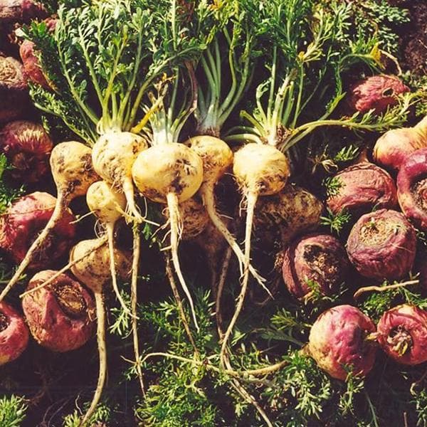 sb-plants-lepidium-meyenii-maca-plant_600x600