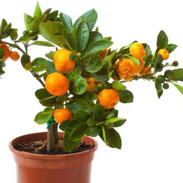 sb-plants-orange-fruit-santra-grafted-plant-16969145090188_600x600