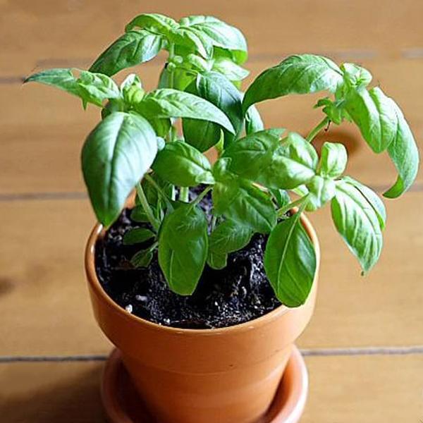 sb-plants-sabja-plant-sweet-basil-ociumum-basilicum-plant_600x600