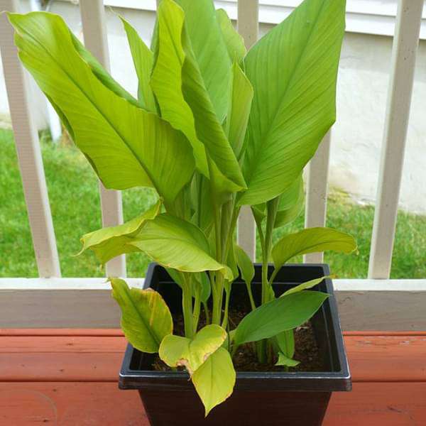 sb-plants-turmeric-haldi-plant-curcuma-longa-plant-16969407463564_600x600