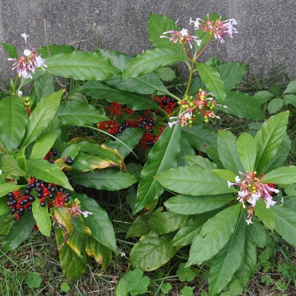 sb-rauvolfia-serpentina-sarpgandha-plant_600x600