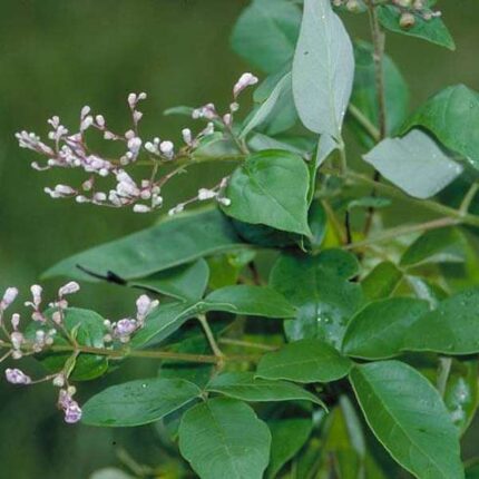 Red Sandalwood Tree, Chandan Tree - Plant