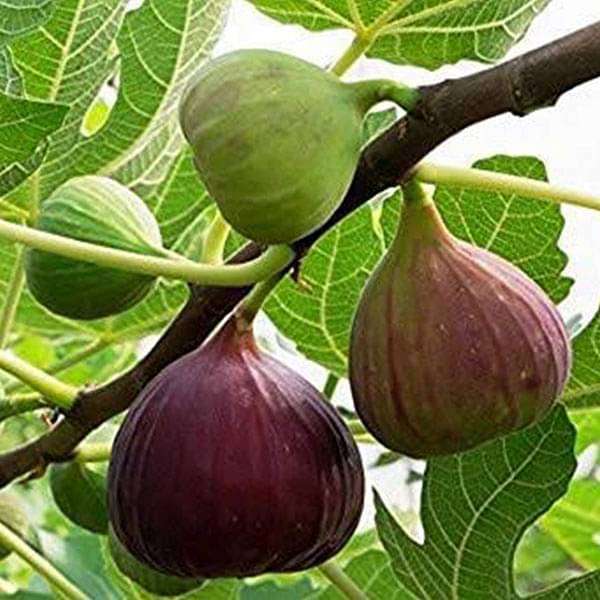sbbbb-plants-fig-tree-anjeer-fruit-common-fig-fruit-plant-16968860139660_600x600