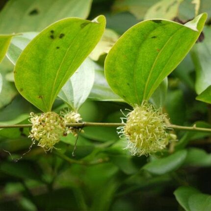 Kumarika, Smilax Wightii - Plant