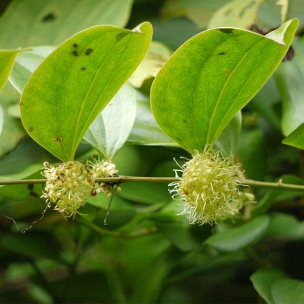 sbbbbbb-kumarika-plant_600x600