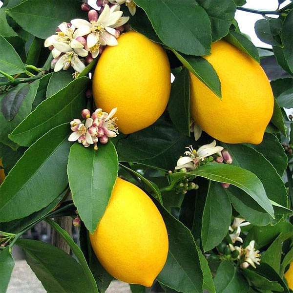 sbbbbbbb-plants-kagzi-nimboo-lemon-tree-plant-16968973811852_600x600