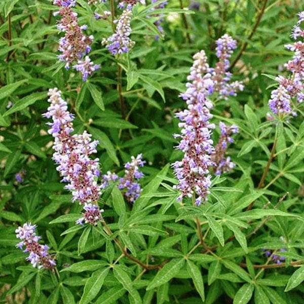sbbbbbbb-vitex-negundo-nirgundi-plant_600x600
