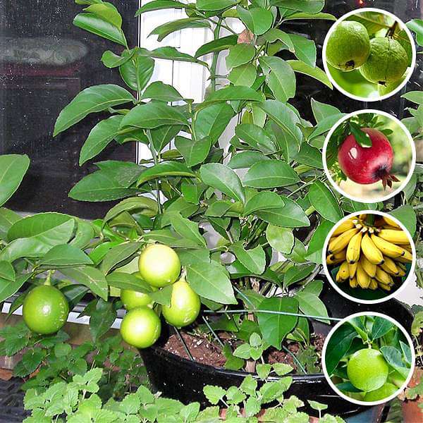 sbc-combo-packs-plants-top-5-fruits-plants-to-grow-in-pot-16969389408396_600x600