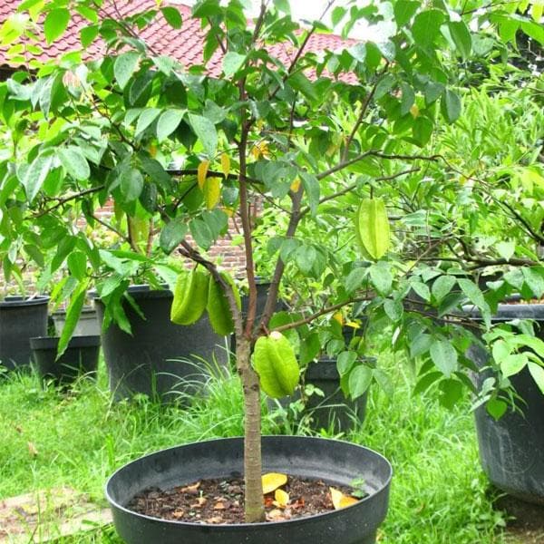 sbde-kamrak-plant_600x600
