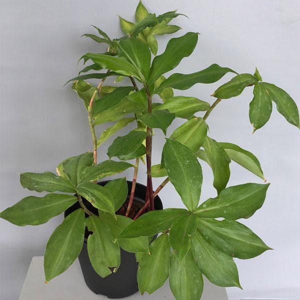 sbe-insulin-plant-costus-igneus-plant_600x600