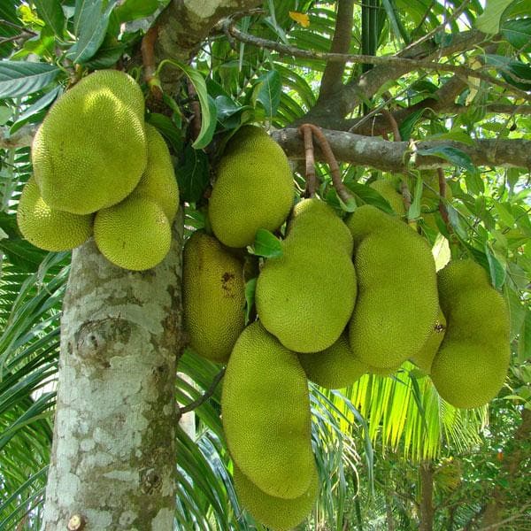 sbe-jack-fruit-kathal-artocarpus-heterophyllus-grafted-plant_600x600