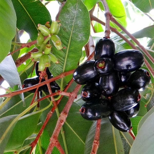 sbg-jamun-plant_600x600