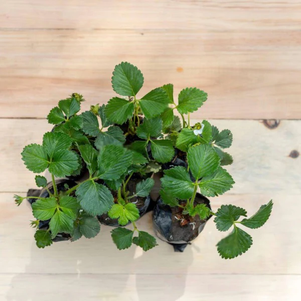 sbhg-pack-of-6-strawberry-saplings-to-taste-the-homegrown-magic-1_600x600