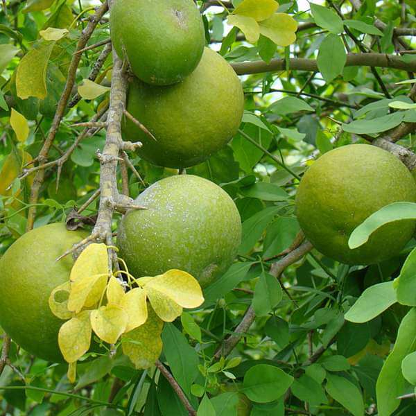sbhhplants-bel-tree-bilva-patra-bel-patra-grown-through-seeds-plant-16968625684620_600x600