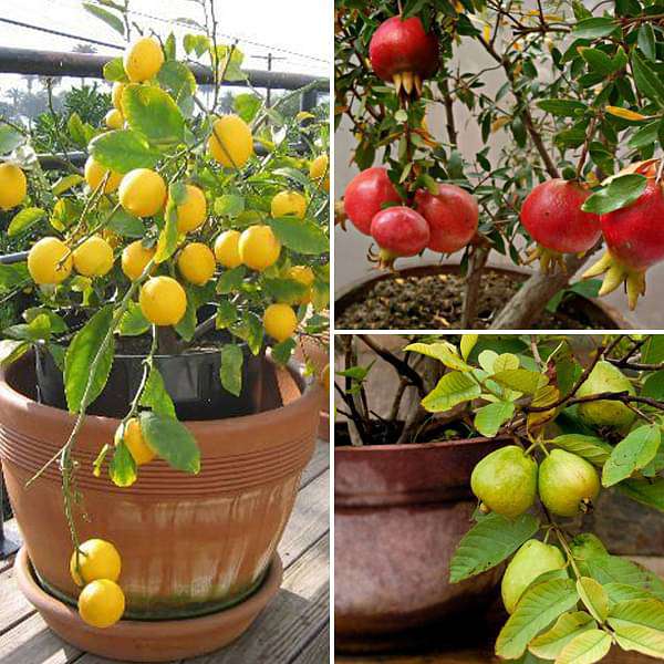 sbj-combo-packs-plants-top-3-fruit-plants-to-grow-in-pots-16969385803916_600x600