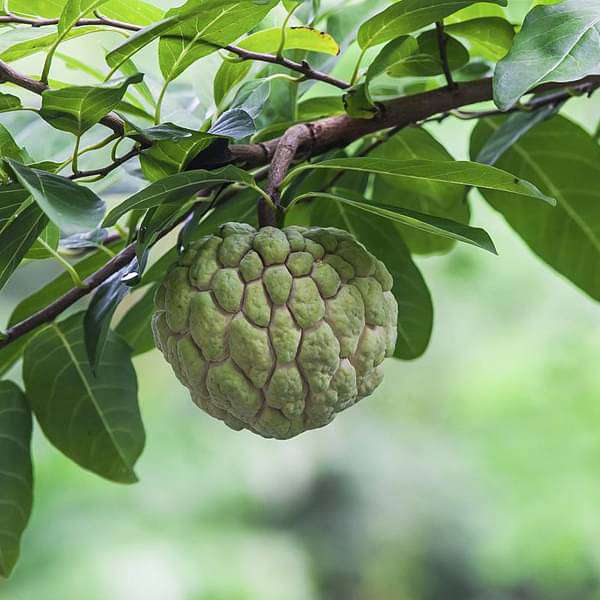 sbl-plants-sitaphal-annona-squamosa-grafted-plant-16969326231692_600x600