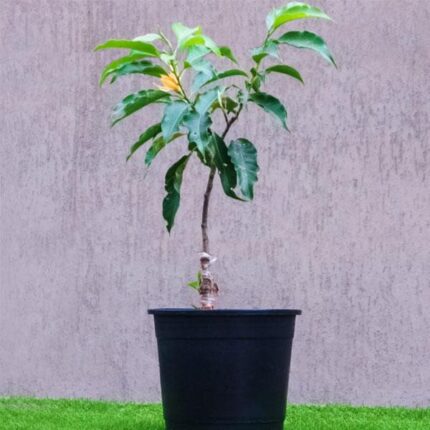 Michelia Champa, Son Champa ( Orange, Grafted ) - Plant