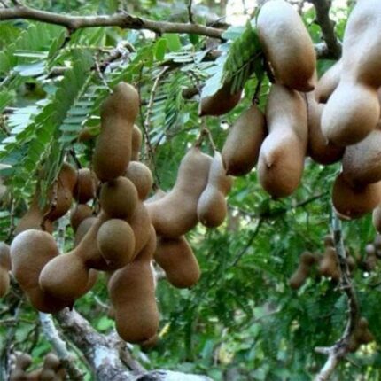 Tamarind, Imli, Tamarindus indica - Plant