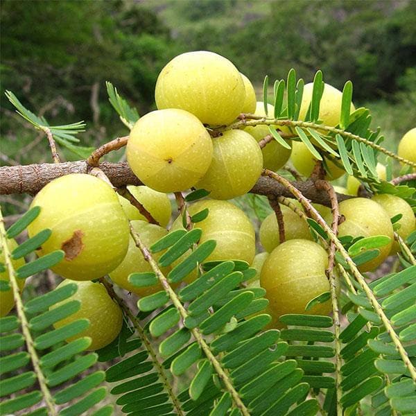 sbvb-amla-tree-indian-gooseberry-big-fruit-grown-through-seeds-plant_600x600