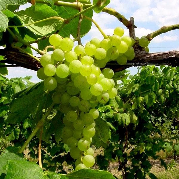 sbx-grape-angoor-grafted-seedless-plant_600x600