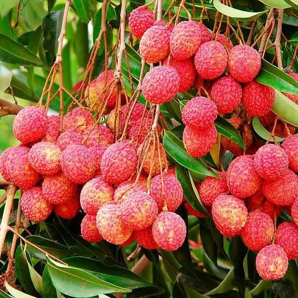 sby-litchi-tree-grown-through-seeds-plant_600x600