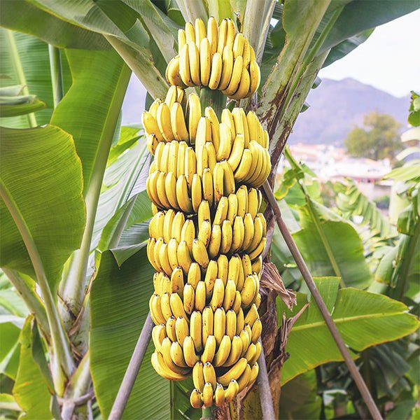 sdg-plants-banana-g9-kela-plant-202932_600x600