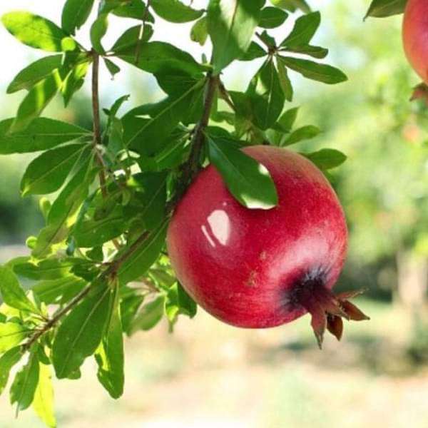 snje-plants-pomegranate-annar-anar-grafted-plant-16969218064524_600x600