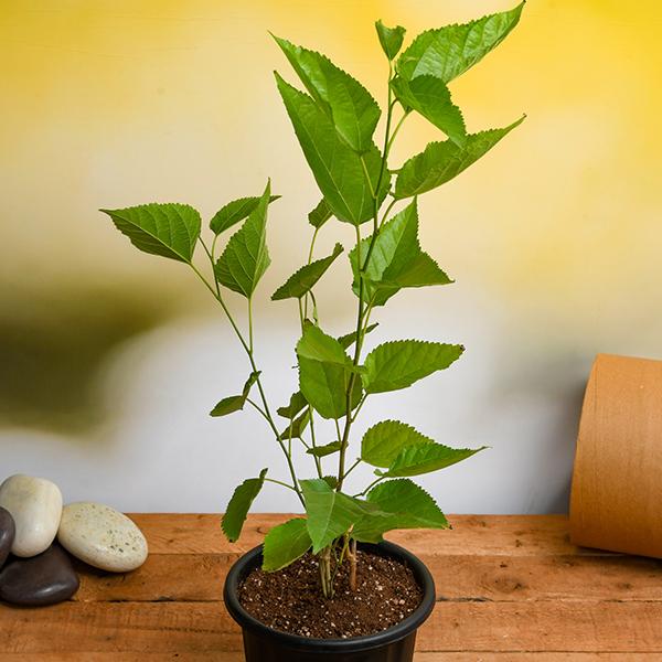 sxb-g-shahtoot-mulberry-tuti-small-leaves-plant_600x600