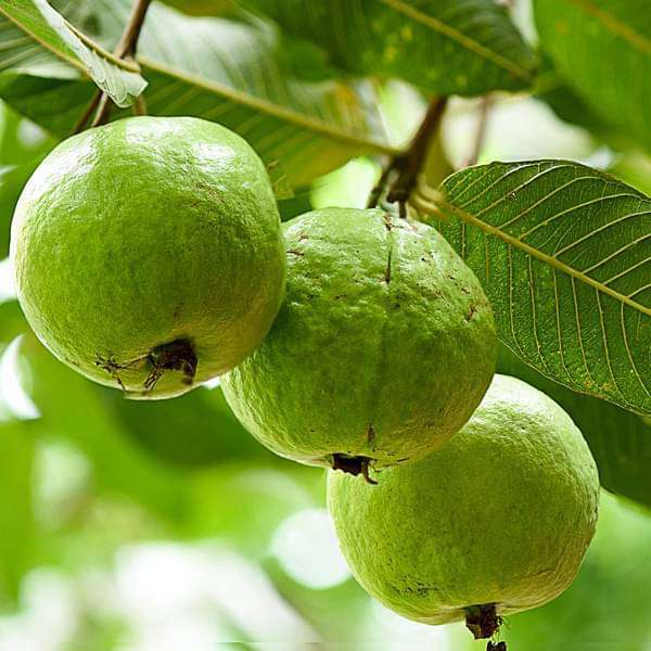 ubv -plants-guava-tree-amrud-psidium-guajava-sardar-l49-grown-through-seeds-plant-16968910831756_600x600