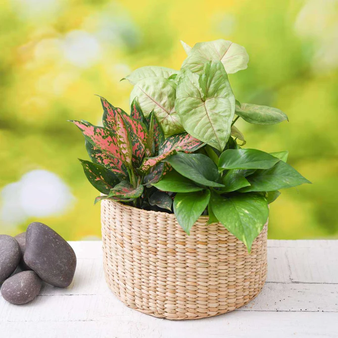 098e-gifts-basket-of-air-purifier-plants-16968613724300_669x669