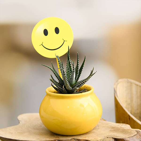 12e-gifts-celebrate-happiness-with-haworthia-in-ceramic-pot-16968701509772_600x600