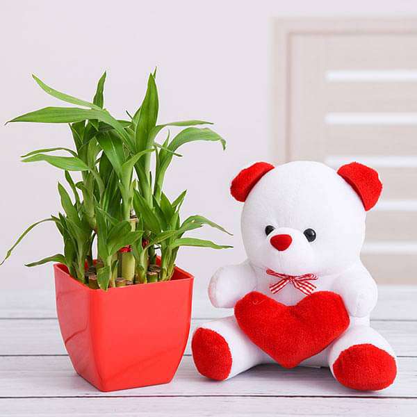3212live-gifts-surprise-your-loved-one-with-2-layer-lucky-bamboo-and-teddy-16969361424524_600x600