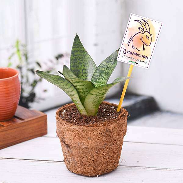 4534e-gifts-sansevieria-for-capricorn-or-makar-rashi-plant-16969295134860_600x600