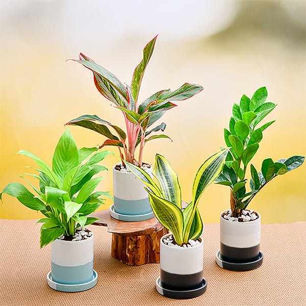 7655-g-eco-friendly-gift-bundle-for-healthy-living-742534_600x600