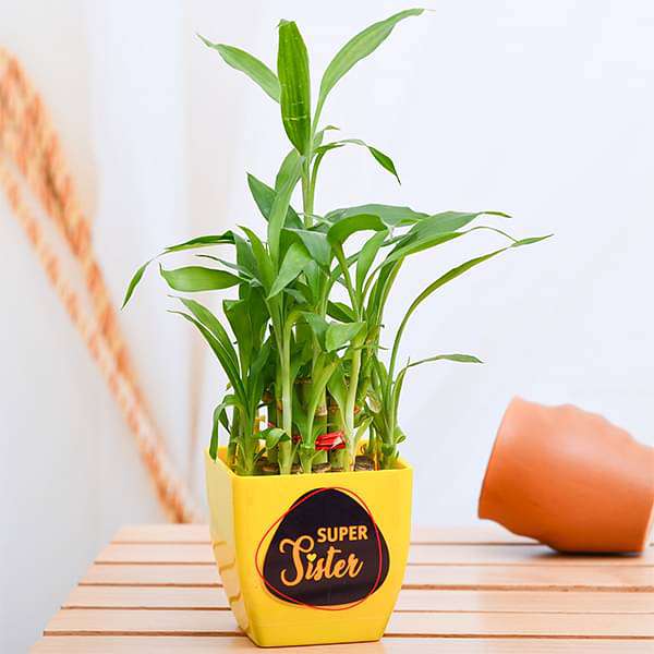 9876576e-gifts-super-2-layer-lucky-bamboo-for-super-sister-16969359163532_600x600
