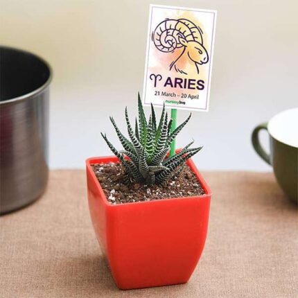 Haworthia for Aries or Mesha Rashi - Plant